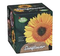 Giant Sunflower