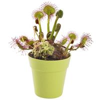 Grow Your Own Carnivorous Plant