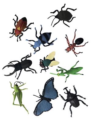 Insect Animal Collection