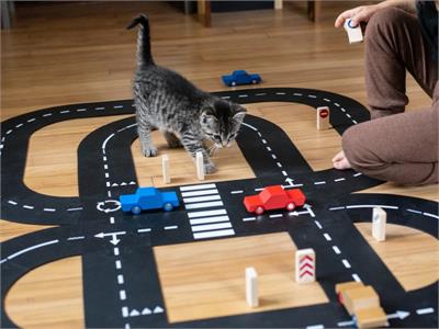 King Of The Road Car Edition